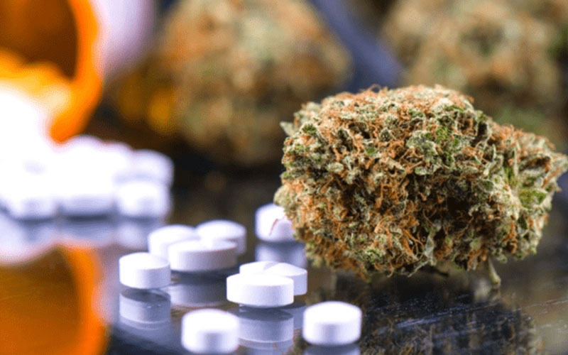 An Israeli study verifies what many already know about cannabis and cancer